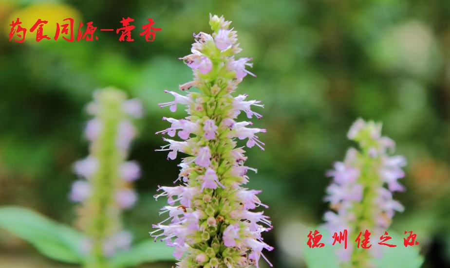 藿香薄荷茶，炎炎烈日的防暑茶