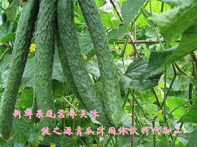 青瓜的六大營養(yǎng)價值，你知道嗎？